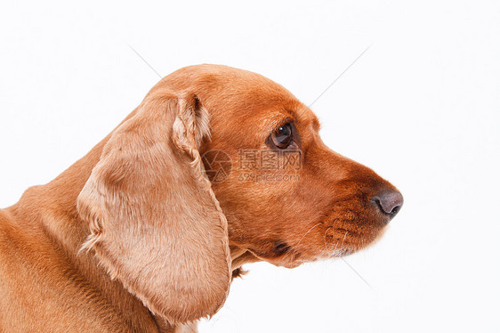 英国鸡头Spaniel狗头宠物白色棕色猎犬皮肤小狗朋友犬类哺乳动物影棚图片