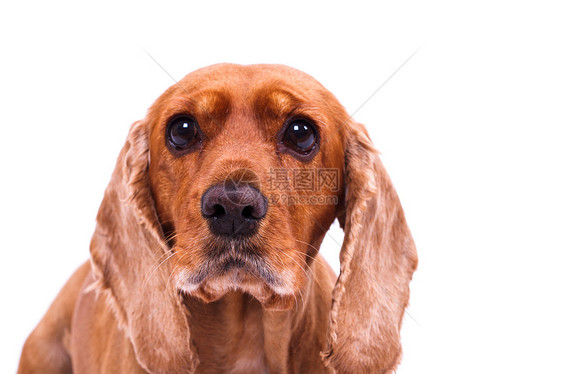 英国看着悲哀棕色羽毛朋友毛皮白色猎犬影棚哺乳动物皮肤犬类图片