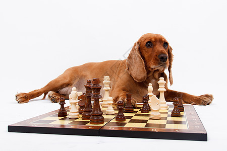 英国玩棋说谎棕色猎犬白色小狗毛皮动物概念性宠物娱乐图片