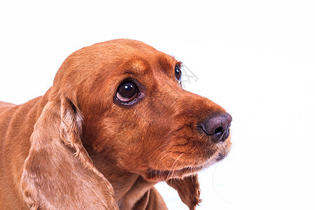 英国看着悲哀猎犬小狗棕色羽毛白色皮肤宠物朋友毛皮犬类图片