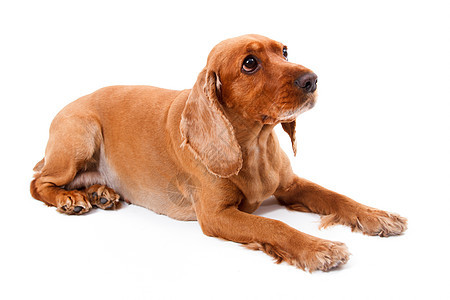 英国说谎犬类影棚毛皮棕色羽毛白色小狗猎犬哺乳动物皮肤图片