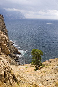 山岳和山山海松树假期海洋野生动物地平线蓝色海浪植物太阳岩石图片