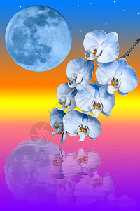 蓝色兰花和大蓝月亮的分支图片