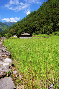 水稻田和淡水 喜马拉雅地貌生长高地脚步栽培农场稻田山脉生物灌溉文化图片