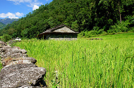 水稻田和村庄 喜马拉雅地貌场地国家文化灌溉旅行生物土地生产农村栽培图片