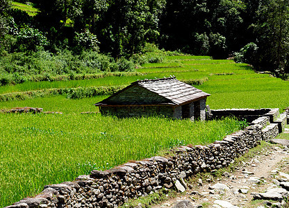 水稻田和村庄 喜马拉雅地貌生态热带高地农村山脉爬坡场地天空食物脚步图片