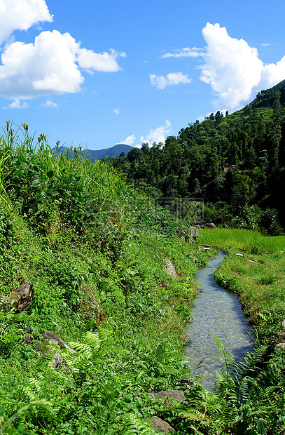 水稻田和淡水 喜马拉雅地貌栽培脚步场地国家粮食山脉旅行光合作用食物阳台图片