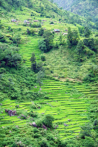 绿色稻田和山河景观 前往安纳普恩生态高地旅行土地村庄阳台热带植物传统山脉图片