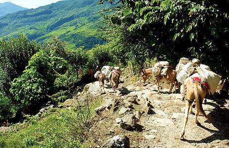 美丽的海马拉扬森林景观 前往安娜普尔纳基地Cam山沟远足山脉石头高地农村荒野风景旅行公园图片