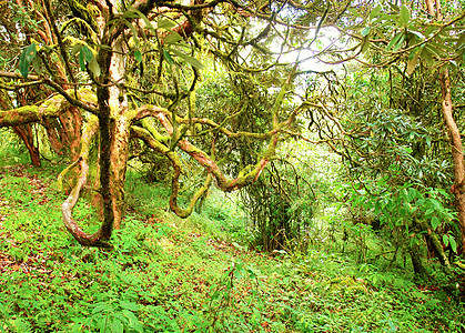美丽的海马拉扬森林景观 前往安娜普尔纳基地Cam热带远足旅行公园森林荒野树木环境旅游生态图片