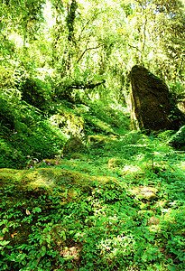 美丽的海马拉扬森林景观 前往安娜普尔纳基地Cam风景探索山沟高地农村热带生态公园山脉树木图片