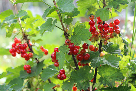 灌木丛中红草原的莓收成浆果男人花园宏观饮食植物植物学季节叶子图片