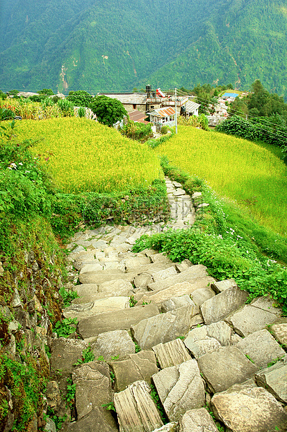 美丽的海马拉扬森林景观 前往安娜普尔纳基地Cam探索环境旅游山沟热带高地公园森林光合作用生态图片