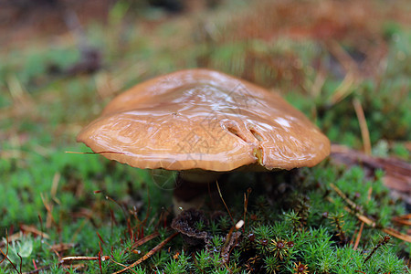 青苔的蘑菇菌类山毛榉叶子木头空气实体苔藓菌丝体衬套森林图片