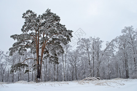 冬天 松树在寒冬与雪林对立图片