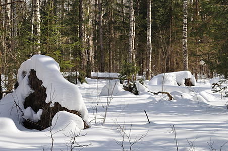冬季森林下雪下的碎树图片