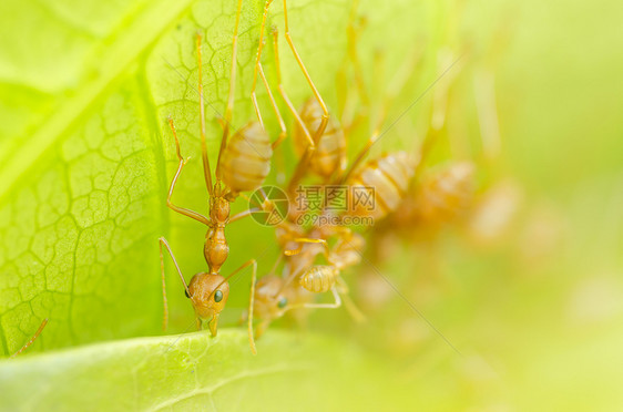 红蚁团队合作野生动物昆虫打猎红色漏洞绿色宏观图片