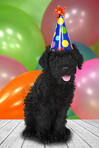 俄国特瑞尔黑小狗 生日庆典肖像描述图像黑色工作室派对主题动物纯种背景图片