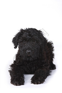 白色背景的黑俄罗斯小狗 在白背景下黑色主题图像哺乳动物雄性狗狗工作室宠物外貌肖像图片