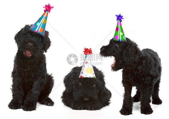 生日 黑色俄罗斯泰里尔狗狗描述外貌主题动物纯种狗工作室哺乳动物图像肖像图片