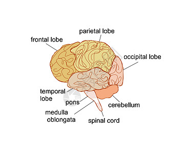 脑部分矢量插图图片