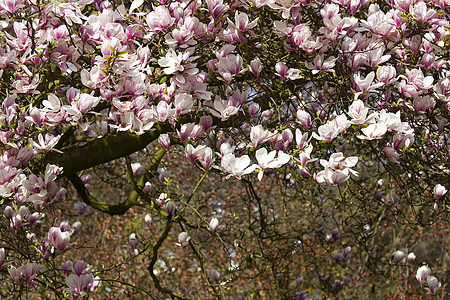盛开的木兰花树玫瑰时间果园花园季节季节性阳光公园粉色晴天图片