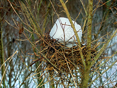 冬季鸟巢图片