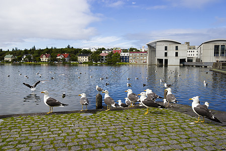 雷克雅未克中心一个池塘附近的海鸥晴天城市公园蓝色首都石头中心房子图片