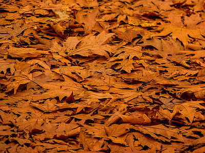 秋季秋日落叶的背景彩色装饰品树叶花园森林土地植物季节地面棕色图片