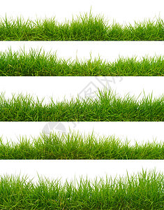 青草环境绿色场地植物草皮草地图片