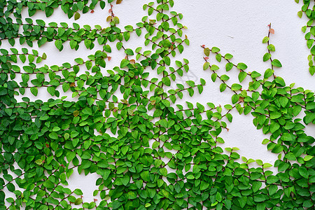 常年背景叶子植物生长枝条藤蔓花园卷须绿色图片