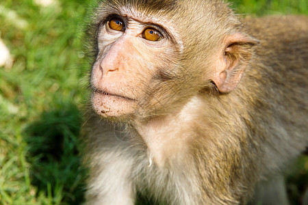 长尾谜的肖像生物动物丛林哺乳动物灵长类热带婴儿头发猕猴孩子图片