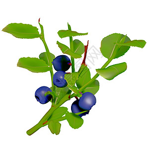 蓝莓插图林业健康饮食浆果食物剪贴画叶子森林细枝灌木图片