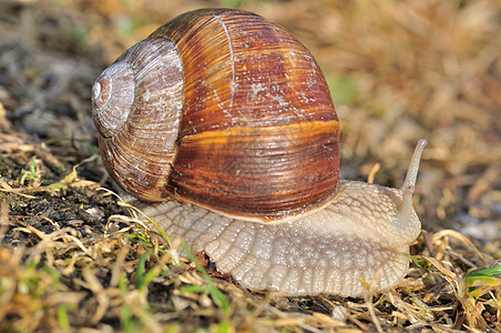 汉堡蜗牛蜗牛同体雌雄图片