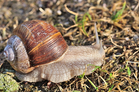 汉堡蜗牛雌雄蜗牛同体图片