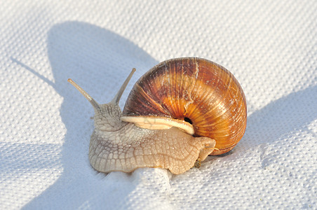汉堡蜗牛同体蜗牛雌雄图片