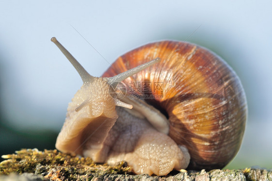 汉堡蜗牛蜗牛雌雄同体图片