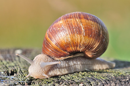 汉堡蜗牛同体雌雄蜗牛图片