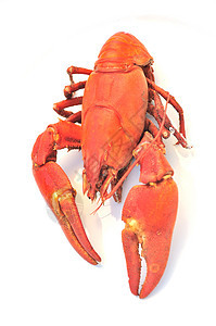 煮熟的鲑鱼贝类动物烹饪甲壳类食物海鲜红色图片
