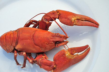 煮熟的鲑鱼动物食物贝类烹饪甲壳类海鲜红色图片