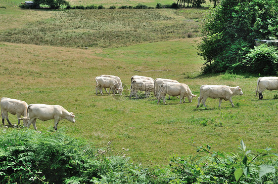 草地中的牛群场地牛肉动物农场奶牛标签图片