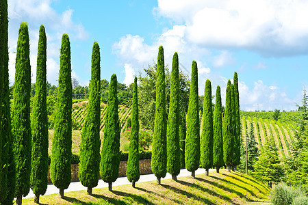 Cypress 闪沥青爬坡农业花园大厦森林种植园植物蓝色葡萄园图片