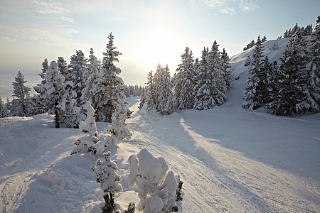 冬季风景天气松树晴天薄雾天空分支机构滑雪辉光木头环境图片