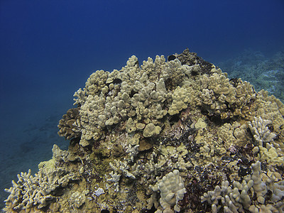 珊瑚礁水族馆植物海洋珊瑚异国动物群海景盐水潜水蓝色图片