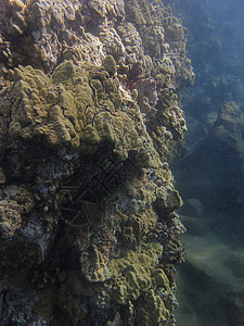 珊瑚墙阳光潜水员岩石潜水光束蓝色水族馆动物群海景野生动物图片