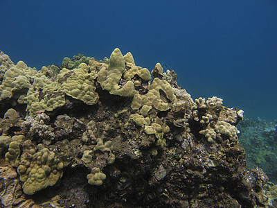 珊瑚生命阳光热带动物群生活岩石潜水员海洋光束情调水晶图片