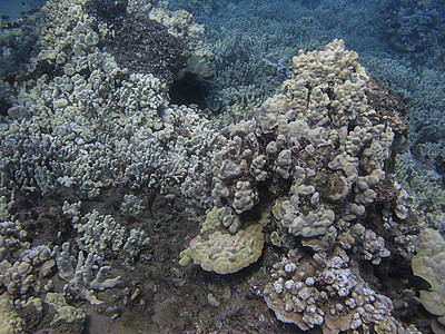 水下珊瑚礁异国潜水潜水员植物盐水水族馆生活海景野生动物蓝色图片