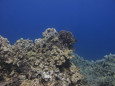 太平洋珊瑚礁水晶气候珊瑚潜水野生动物水族馆热带潜水员植物蓝色图片