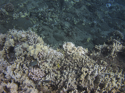 珊瑚礁中的鱼类光束情调动物群热带阳光水晶植物海景野生动物潜水图片