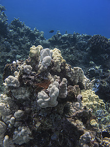 太平洋珊瑚礁生活野生动物水晶蓝色潜水员潜水海景异国盐水阳光图片